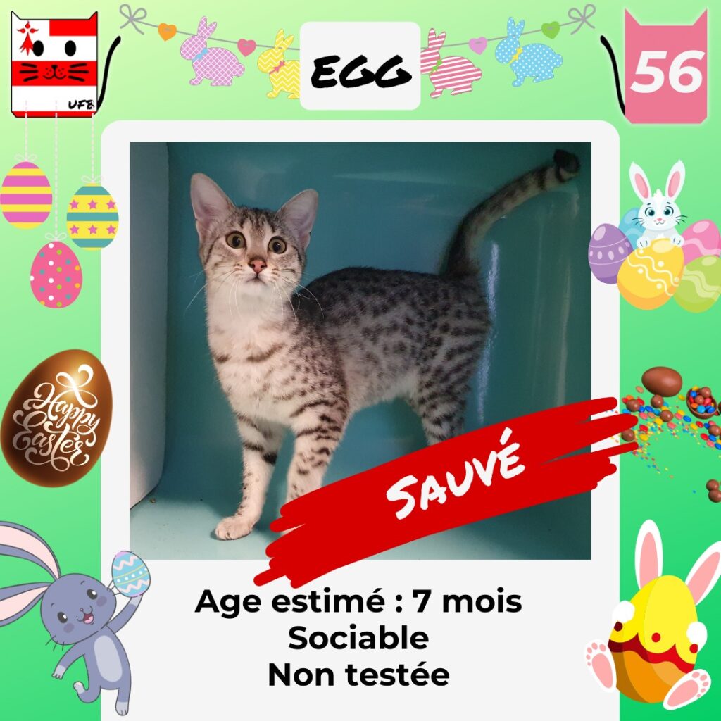 Chatte sauvée ! Nom du chat : Egg Sexe : Féminin Age estimé : 7 mois Caractère : Sociable Non testée Fourrière dans le : 56 Robe : Tigrée claire