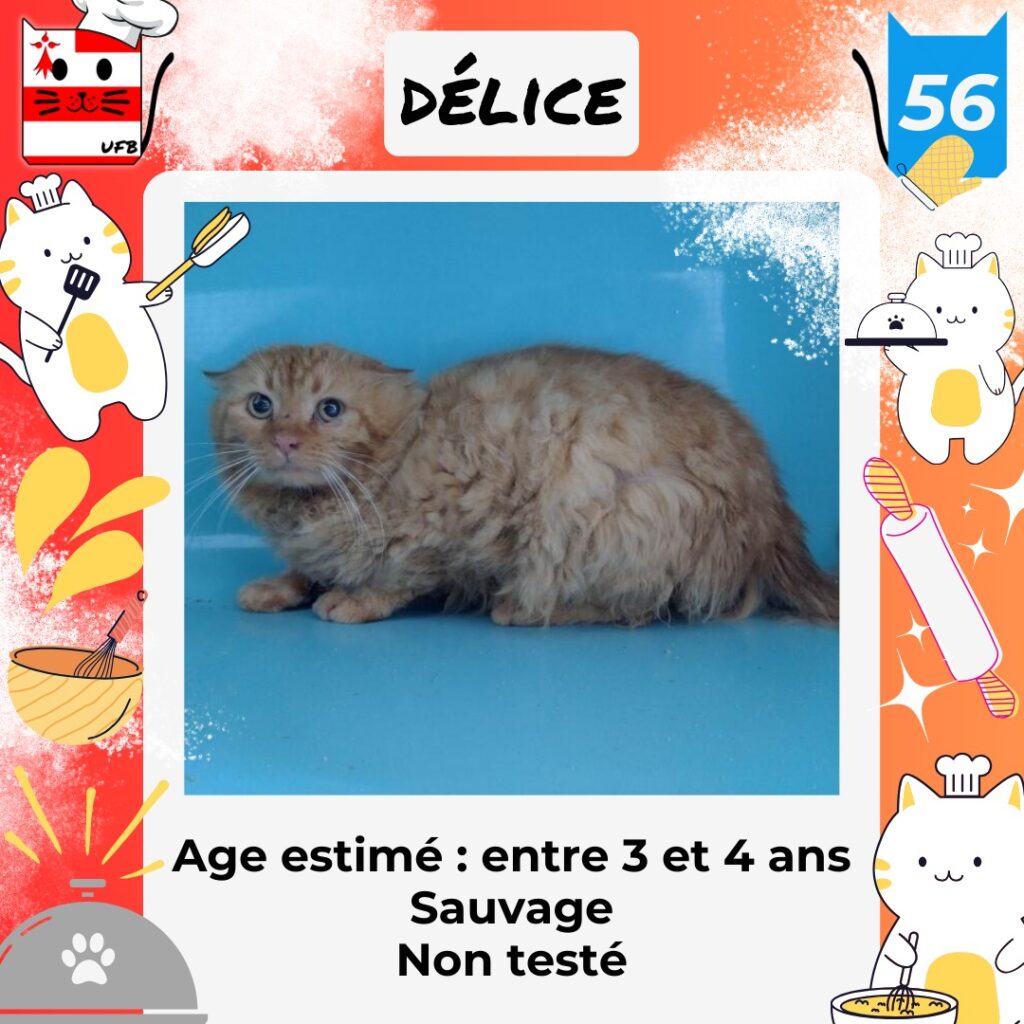 Nom du chat : Délice Sexe : Masculin Age estimé : entre 3 et 4 ans Caractère : Sauvage Non testé Fourrière dans le : 56 Robe : poils longs, orange