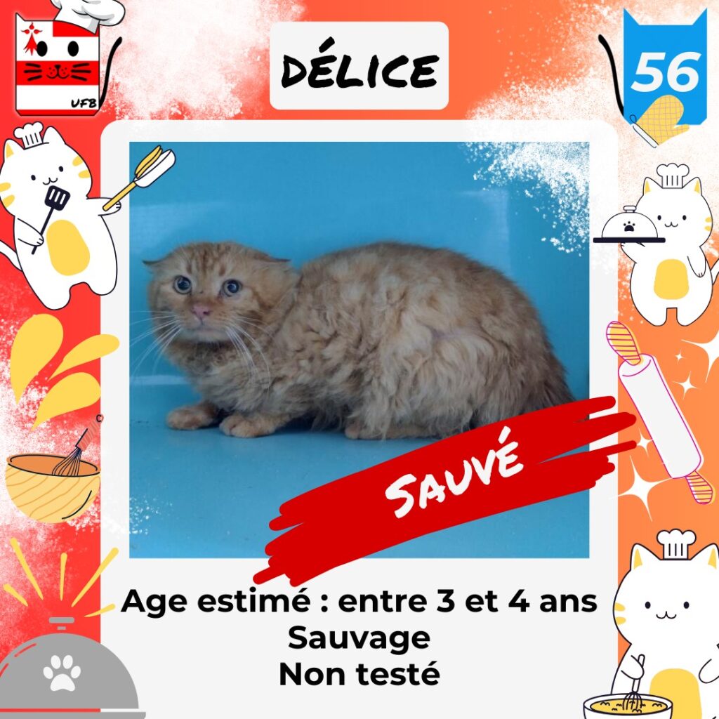 Chat sauvé ! Nom du chat : Délice Sexe : Masculin Age estimé : entre 3 et 4 ans Caractère : Sauvage Non testé Fourrière dans le : 56 Robe : poils longs, orange